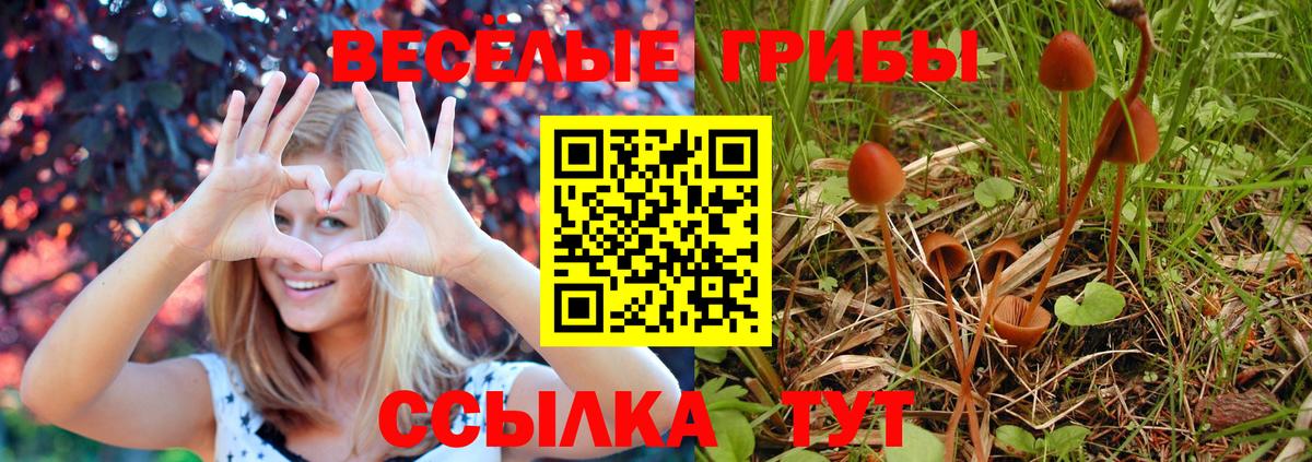 Вичуга  Галлюциногенные грибы Psilocybe  Вход с VPN 